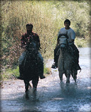 Caballos