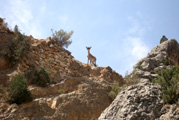 Cabra en Castellote